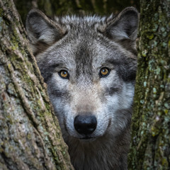 Single wolf  in the Midwest US posing for the camera. © Laura Hedien