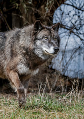 Wolves in springtime in the Midwest