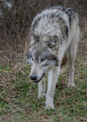 Obraz premium Wolves in springtime in the Midwest