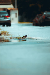 Pássaro bebendo água