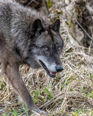 Obraz premium Wolves in springtime in the Midwest
