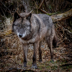 Single wolf  in the Midwest US posing for the camera.