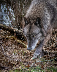 Single wolf  in the Midwest US posing for the camera.