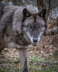 Obraz premium Single wolf in the Midwest US posing for the camera.