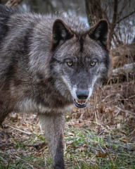 Single wolf  in the Midwest US posing for the camera.