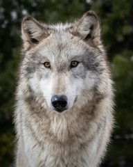 Single wolf  in the Midwest US posing for the camera.