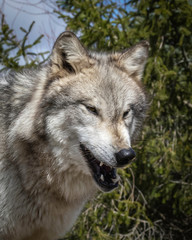 Single wolf  in the Midwest US posing for the camera.