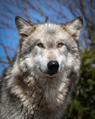 Wolves in springtime in the Midwest