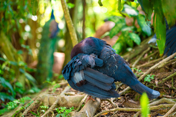 Unusual crowned dove in a green park cleans feathers. Beauty of nature. Bird watching