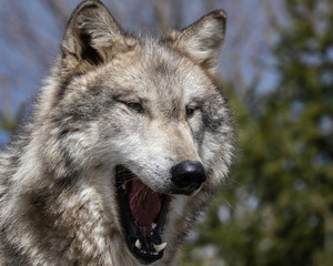 Wolves in springtime in the Midwest