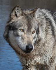 Fototapeta premium Wolves in springtime in the Midwest