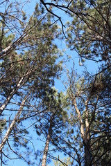 tree and sky
