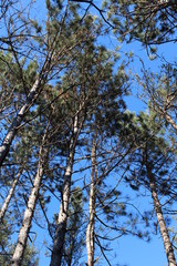 tree in the sky