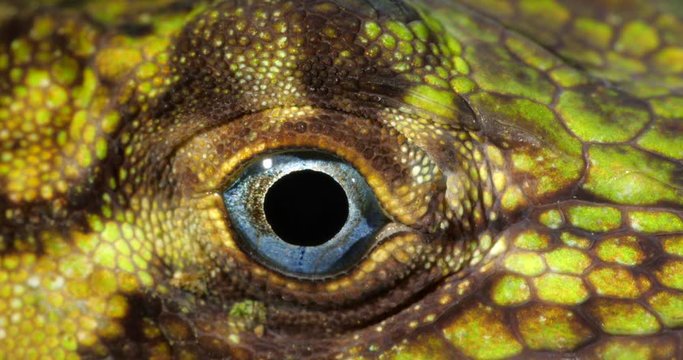 Banded Tree Anole (Anolis transversalis) Close-up of eye, from rainforest in Orellana province, in the Ecuadorian Amazon.