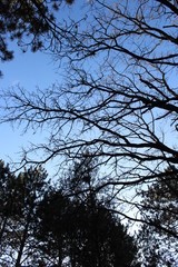 tree in the sky