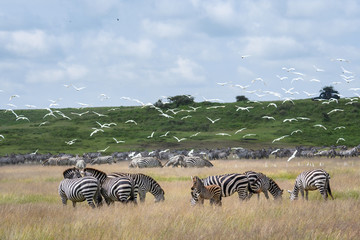 Mega herd of zebras on the savannah during the great migration, cattle egrets flying above, Serengeti National Park, Tanzania
