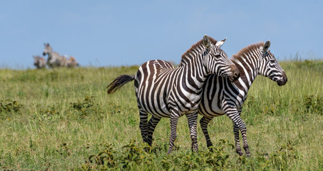 Zebras on the savannah during the great migration, Serengeti National Park, Tanzania
