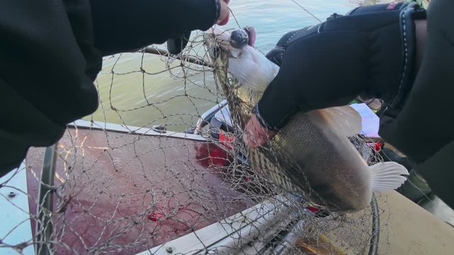 Fisherman takes zander from the landing net