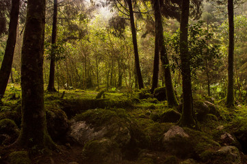 Bosque Otoñal No2