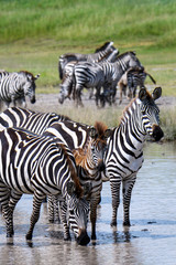 Naklejka premium Zebras in the water during the great migration, Serengeti National Park, Tanzania 