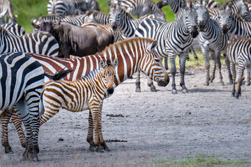 Rare red zebra adult and baby during the great migration, Serengeti National Park, Tanzania  © knelson20