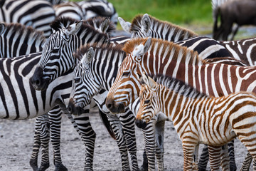 Fototapeta na wymiar Rare red zebra adult and baby during the great migration, Serengeti National Park, Tanzania 