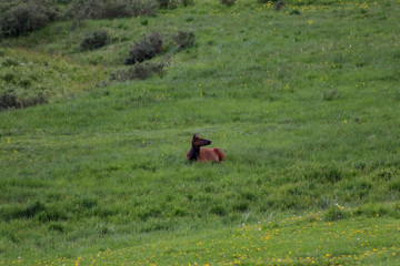 Obraz na płótnie Canvas A elk on a lush green field. High quality photo