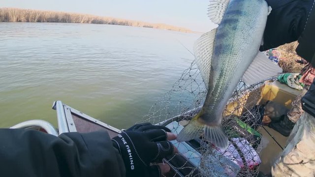 Angler takes zander from the landing net