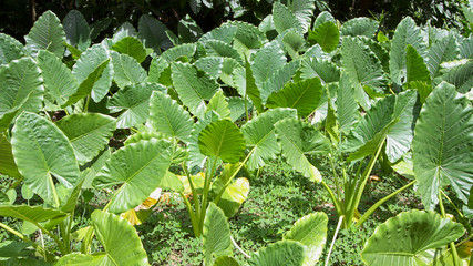 Folhas de mangue verdes. Conjunto de plantas.