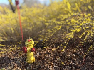 Lonely US American Weathered Yellow Water Fire Hydrant with Red Caps in Dry Leaves Among Forsythia...