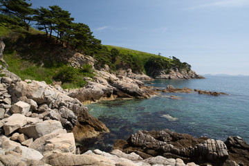 pine trees growing on a rocky shore