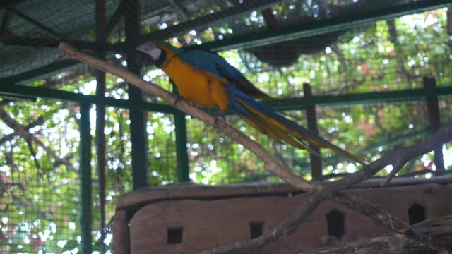 a large yellow-blue macaw parrot walks along a branch in a zoo and flaunts in front of visitors and sings against a cage
