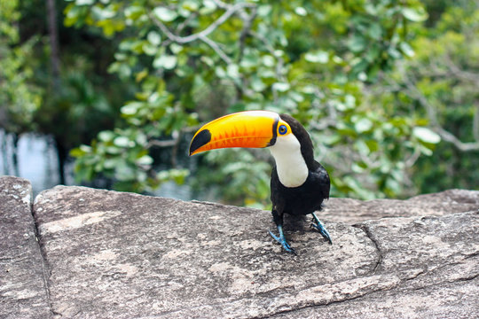 Tucano em cima de pedra, de perfil, olhando para a c&acirc;mera. Fundo desfocado. Profundidade de campo reduzida no retrato.