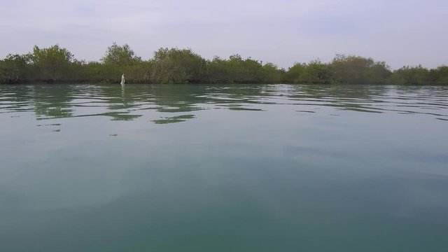 Slow stable tracking shot camera moves inside tide waters of Avicennia marina with trees inside water