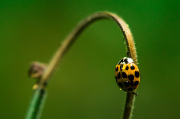 Catarina