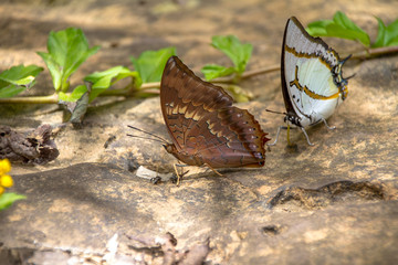 butterfly on stone