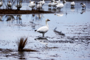 Snow Goose