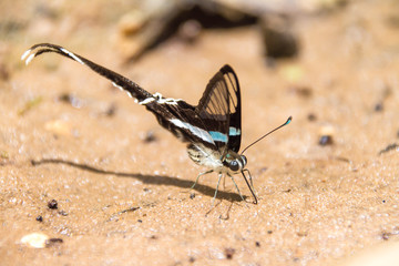 butterfly