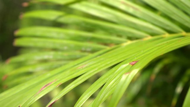 Palm leaves moving in the wind 