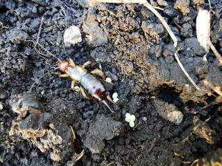 crab on the beach