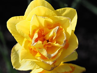 Two toned yellow daffodil with darker center blooming in the early spring, close-up