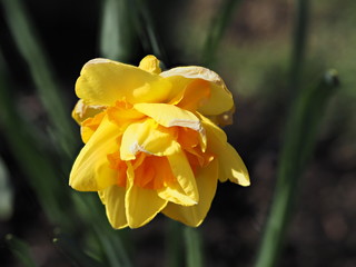 Fototapeta premium Two toned yellow daffodil with darker center blooming in the early spring, close-up