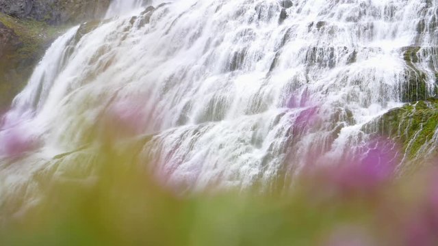 Dynjandi waterfall, behind plants, overcast day, in Westfjords, Iceland - Slow motion tilt shot