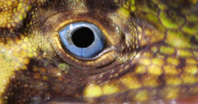 Banded Tree Anole (Anolis transversalis) Close-up of eye, from rainforest in Orellana province, in the Ecuadorian Amazon.