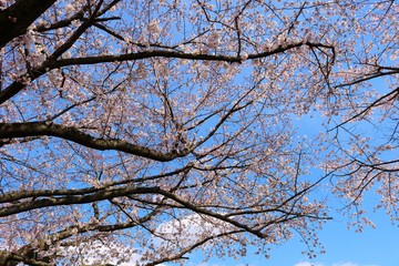 さくら　春　青空　茨城　風景