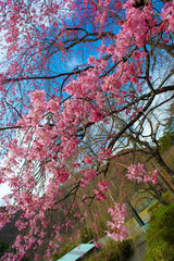 枝垂れ桜