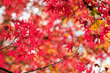赤いカエデの紅葉