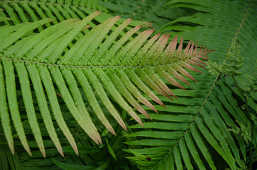 Beautiful green and red pattern of fern leaves
