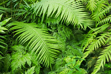 Beautiful fresh green leaves of fern in forest