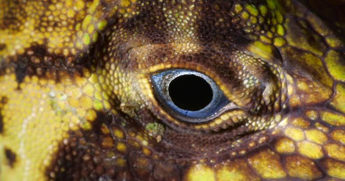 Banded Tree Anole (Anolis transversalis) Close-up of eye, from rainforest in Orellana province, in the Ecuadorian Amazon.